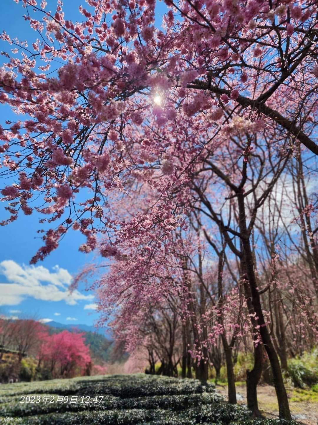 Wuling Farm Wuling Farm Kirschblüten-Saison – Tagestour (Abfahrt ab Taichung City ...