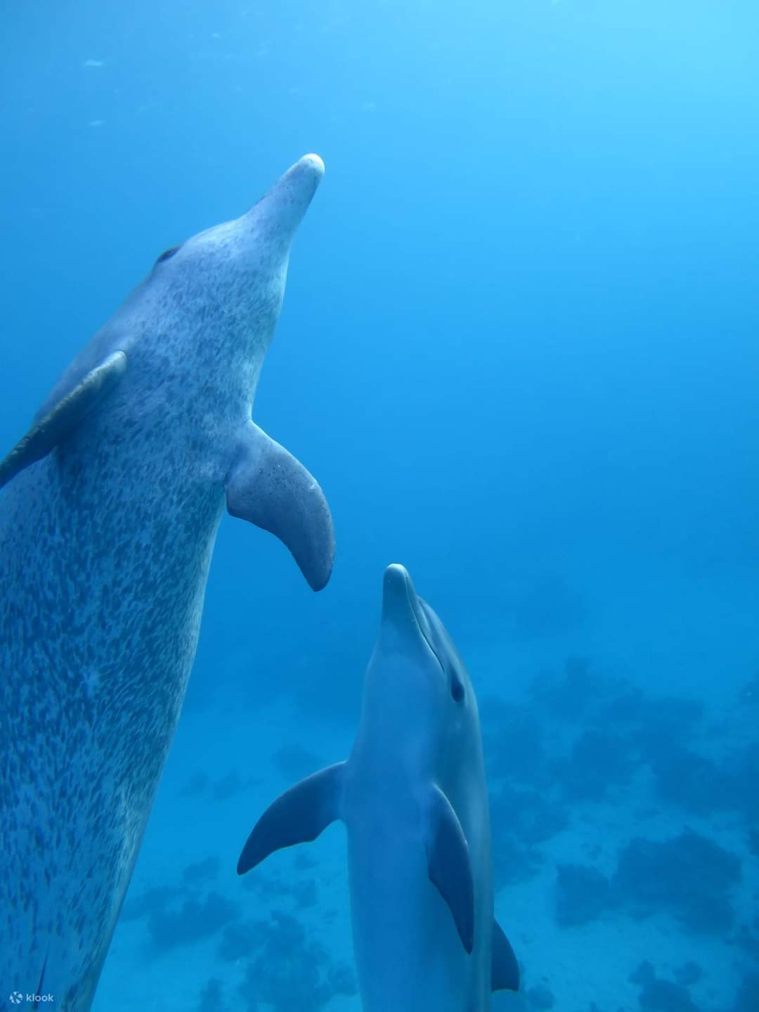 Nage avec les dauphins, excursion VIP de plongée en apnée avec déjeuner - Hurghada