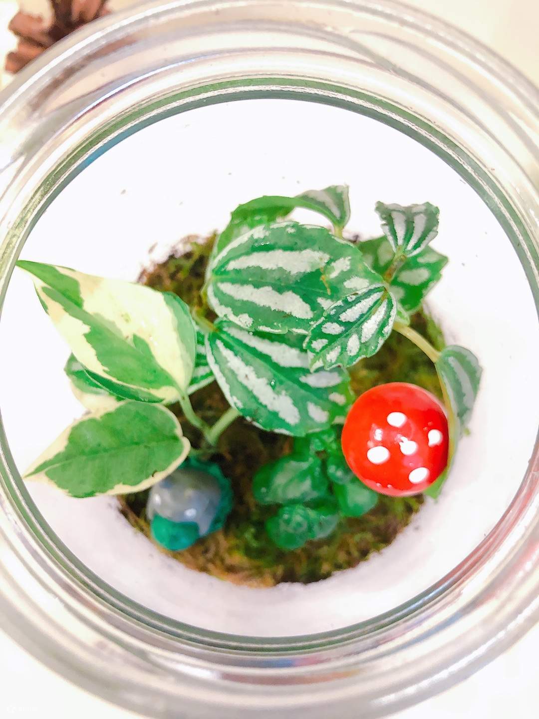 LOVIVER Vaso Di Vetro Per Terrario - Bottiglia Per Micro Paesaggio, Fiore E Piante Grasse - Contenitore Decorativo Per Casa, Ufficio, Camera Da Letto