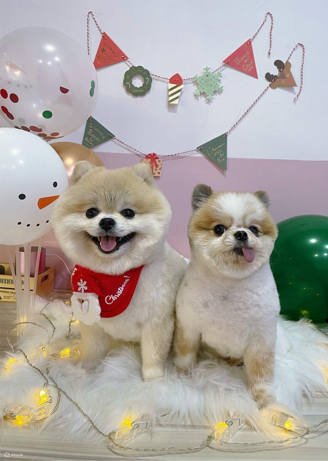 Taipeh: Aibo Pet Grooming - Baden und Styling