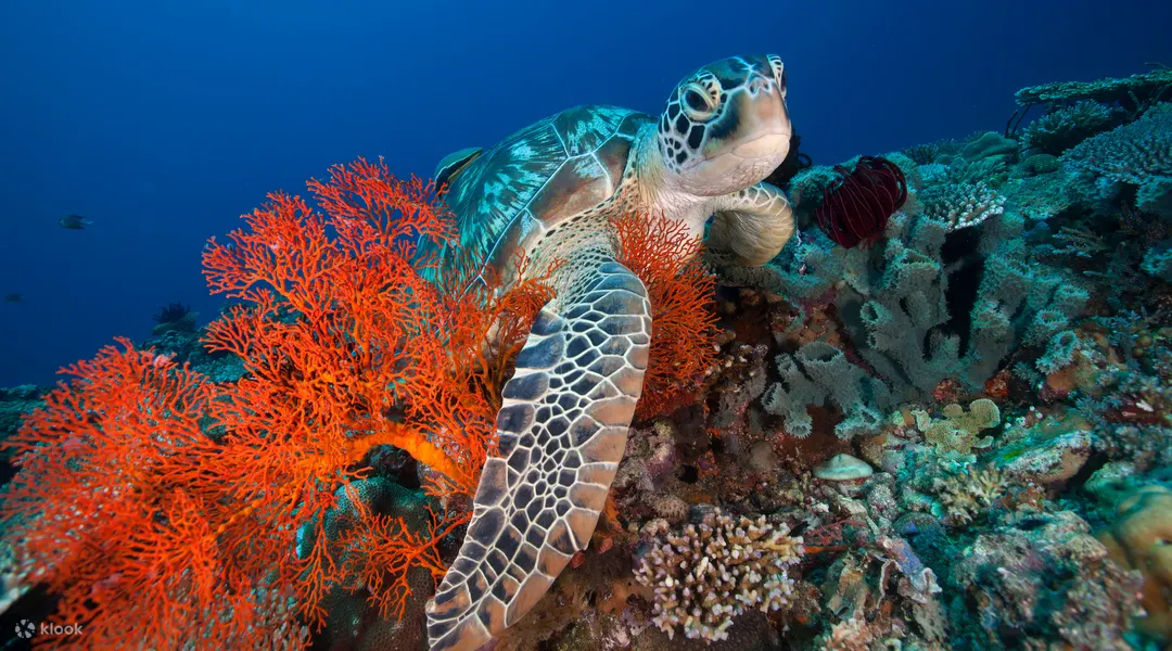 PADI 探索水肺潜水