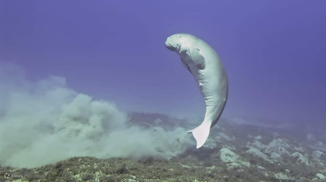 千載難逢的機會，與壯麗的美人魚儒艮一起浮潛