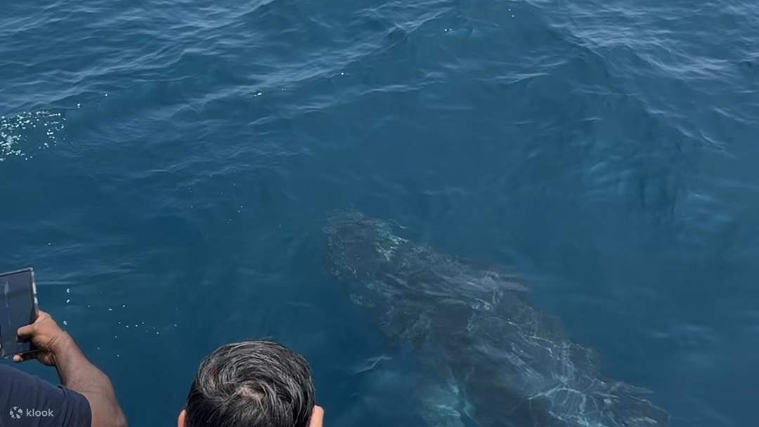 米瑞莎賞鯨之旅（Chaminda主辦，含早餐及接送）