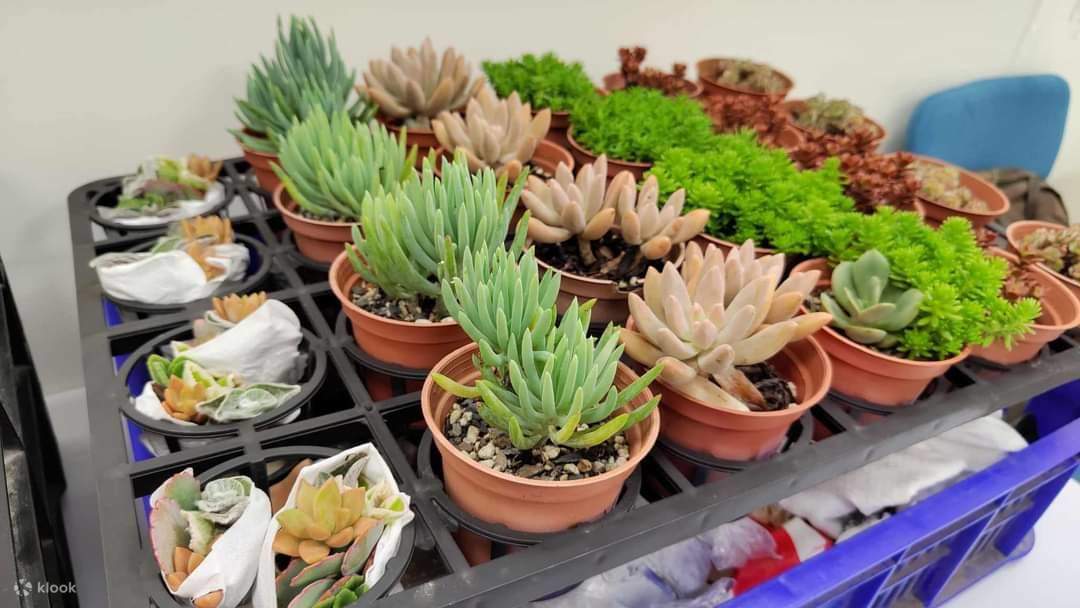 Yilan: DIY Succulent Terrarium Experience