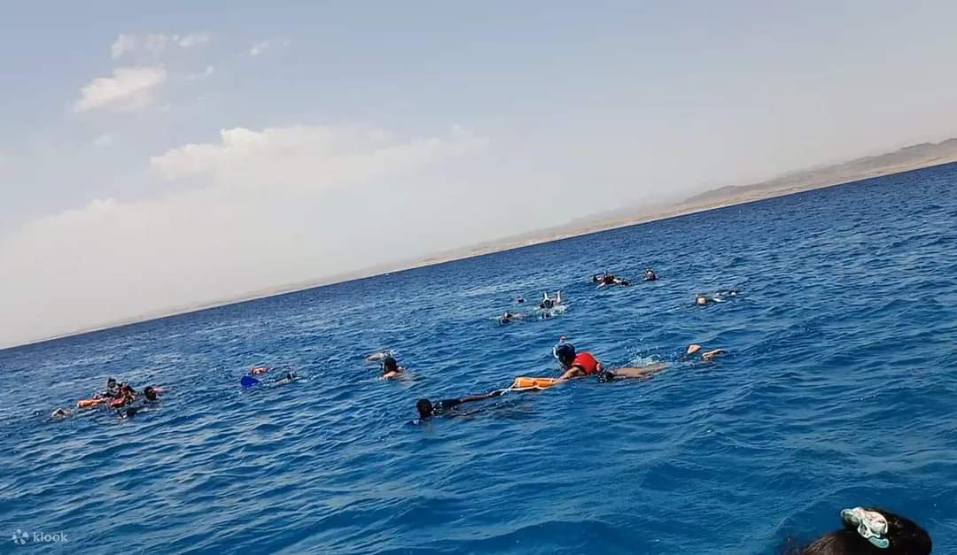 Terokai dunia bawah air yang meriah di Dolphin House