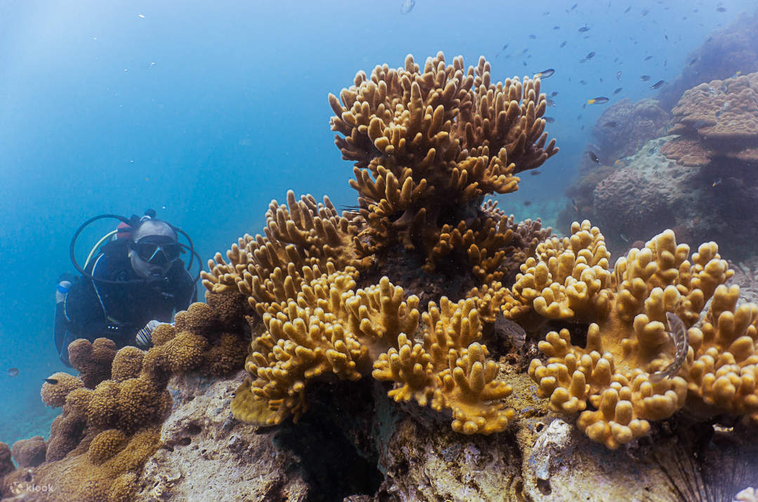Ganztägiger Tauchausflug