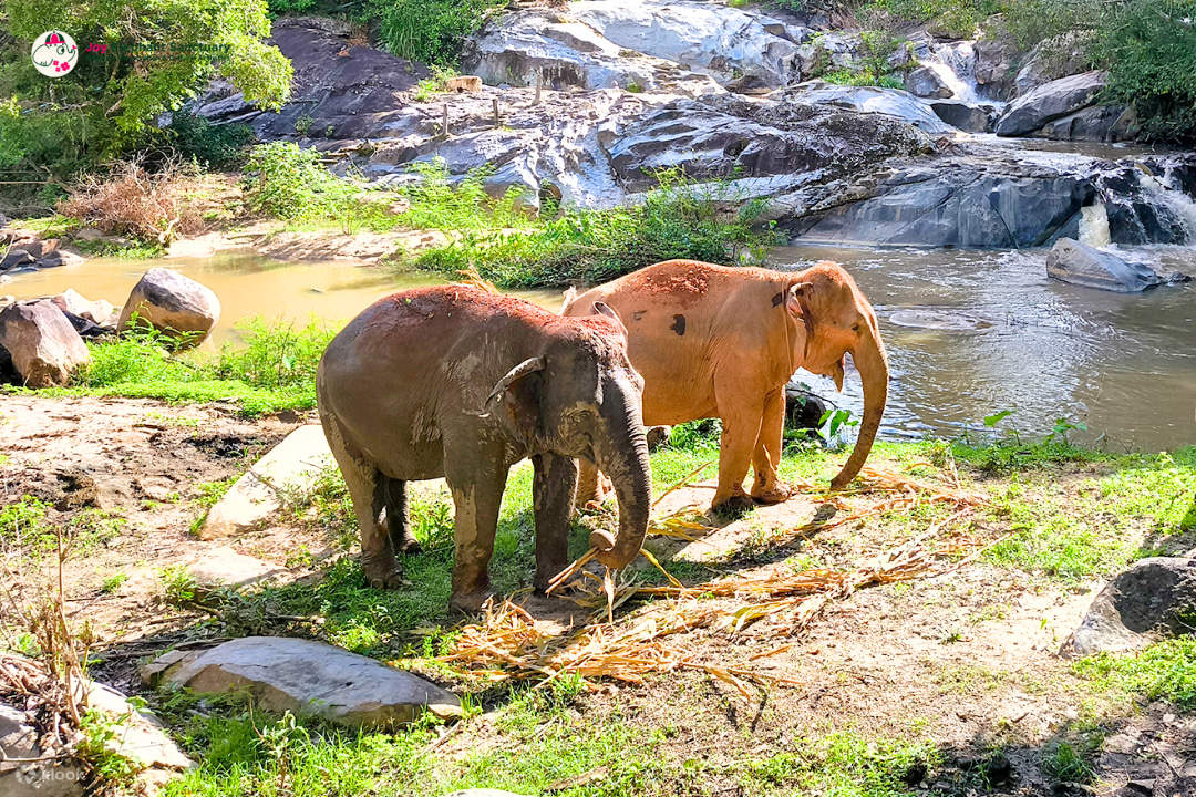 Chiang Mai Elephant Sanctuary Observation dan Kombo Aktiviti