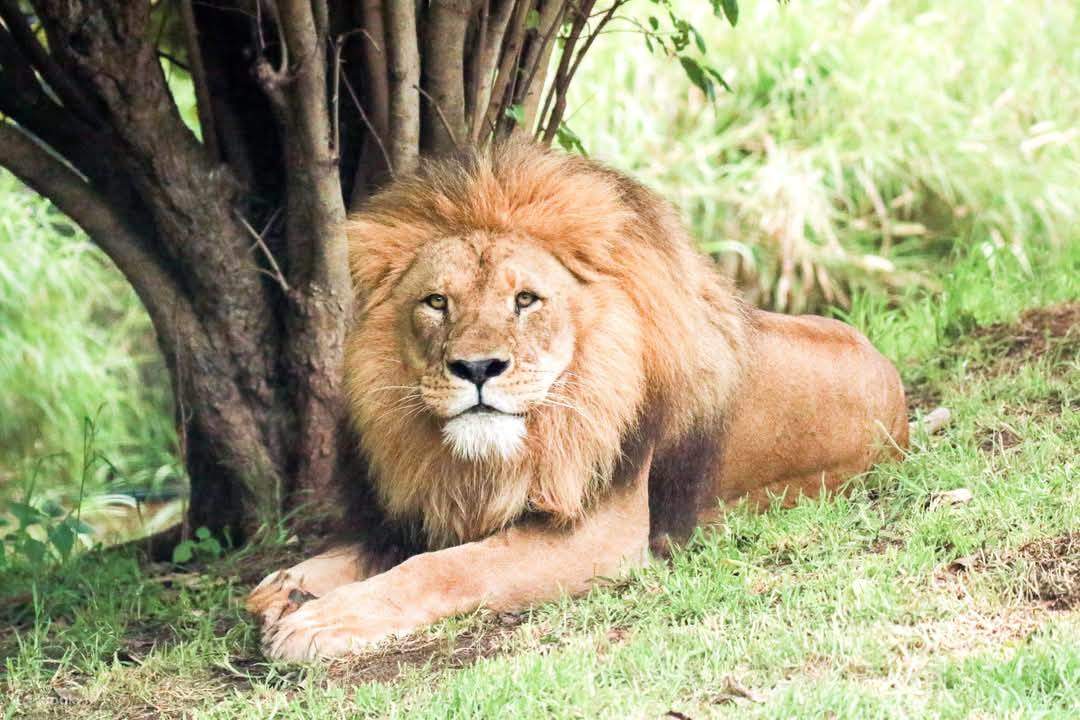 アフリカ マサイ村マーケット ビーズの動物(４体セット) 4日間のマサイマラサファリ | ツアーの費用と旅程