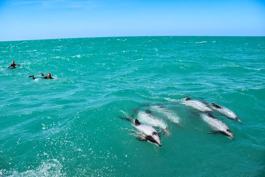 Dolphins