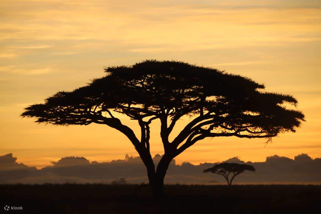 Private Tarangire National Park Day Trip