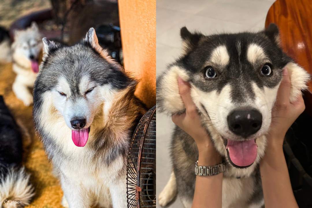 adorables huskies dans un café