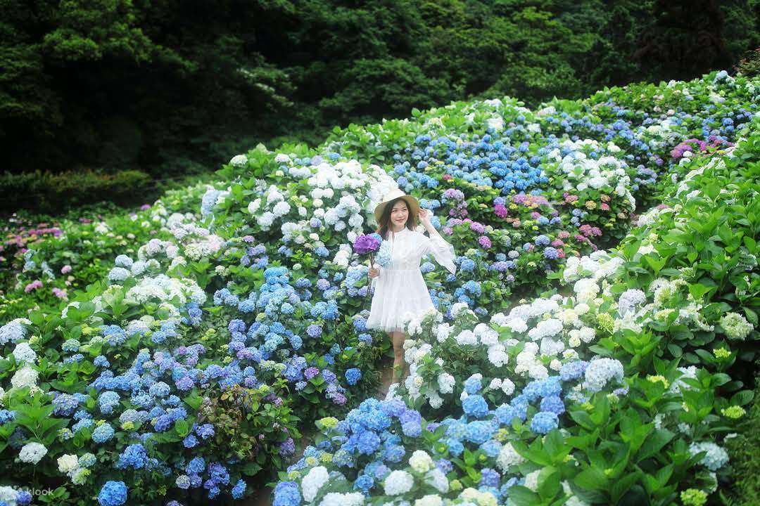 台北棚田花生態園チケット・紫陽花・春もみじの季節 | Klook