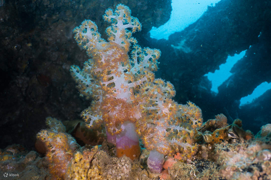 Buzo PADI con Aire Enriquecido