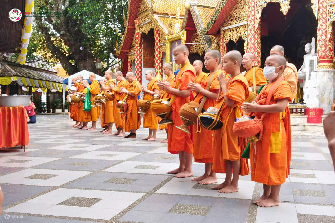 Combo de Observación y Actividades en Santuario de Elefantes de Chiang Mai