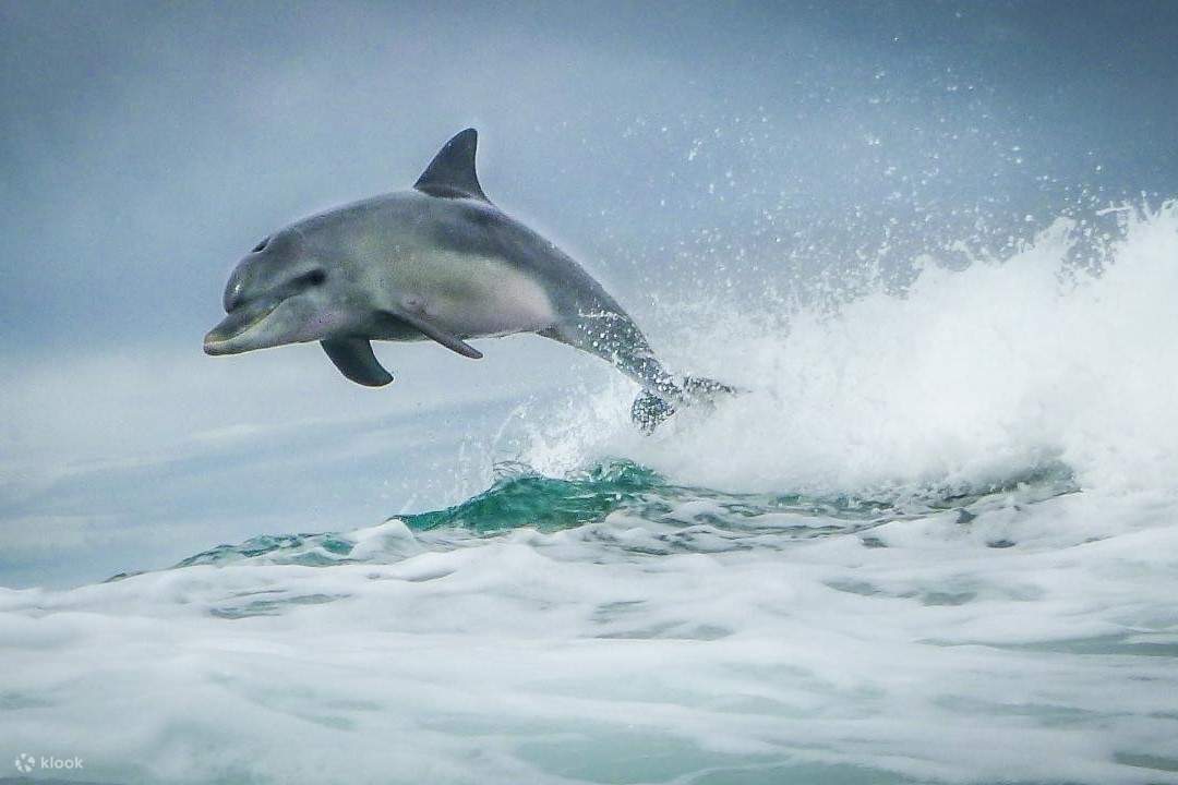 돌고래들의 향연