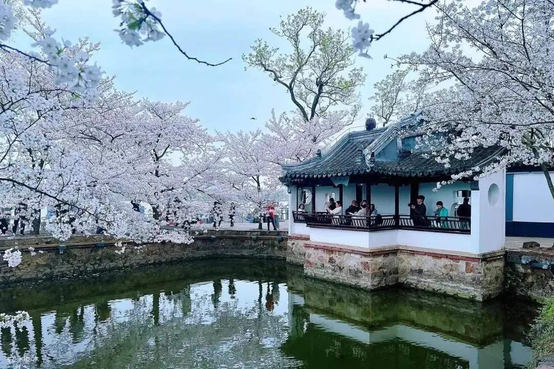 無錫私人導覽一日遊 靈山大佛 黿頭渚 - Klook香港