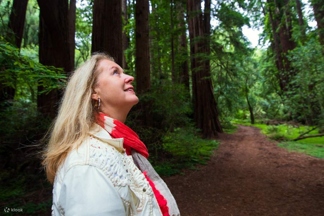 Excursió al bosc de sequoies de Muir Woods i Sausalito des de San ...