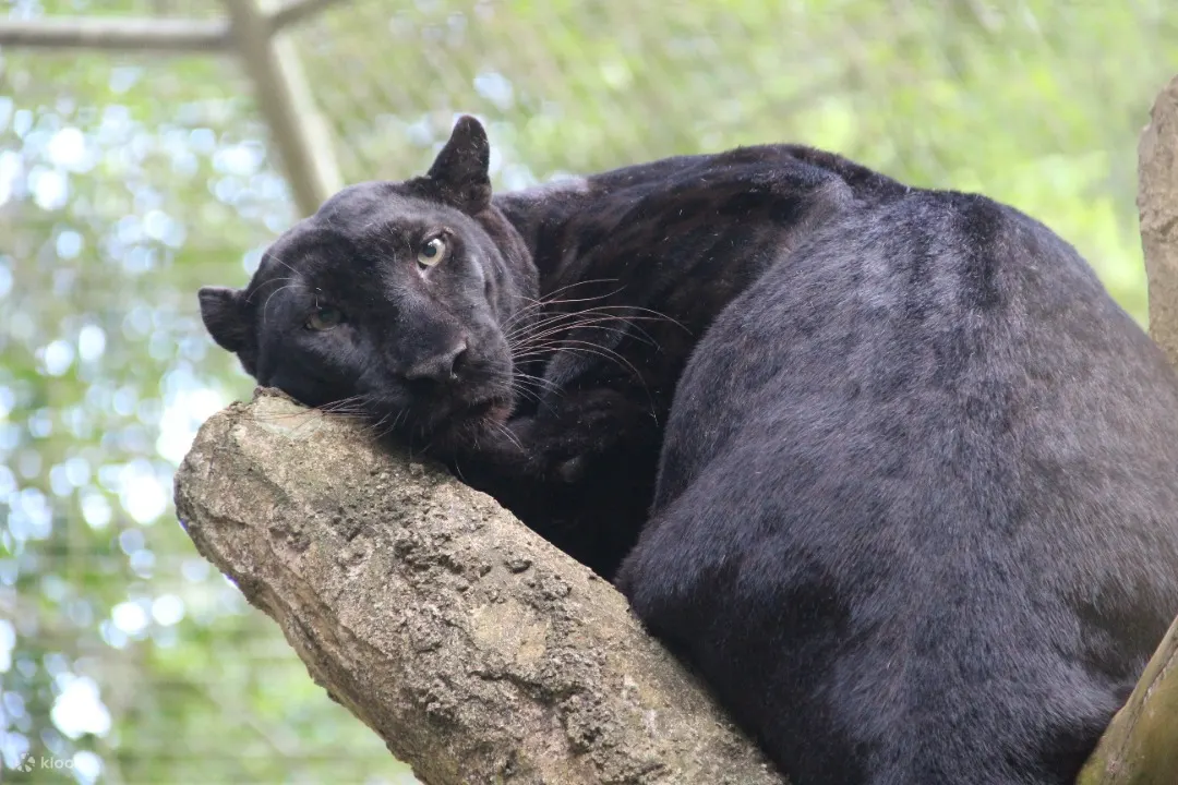 马六甲动物园 (zoo melaka)