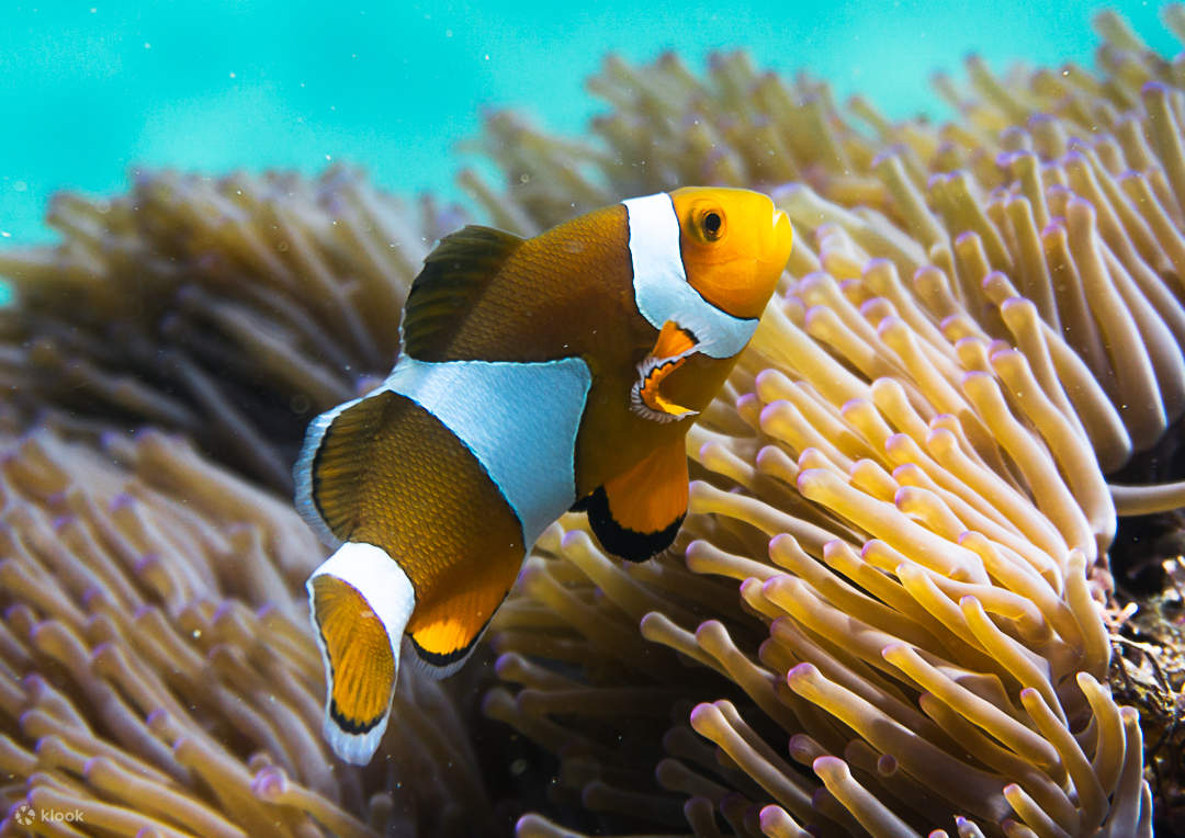 Ganztägiger Schnorchelausflug