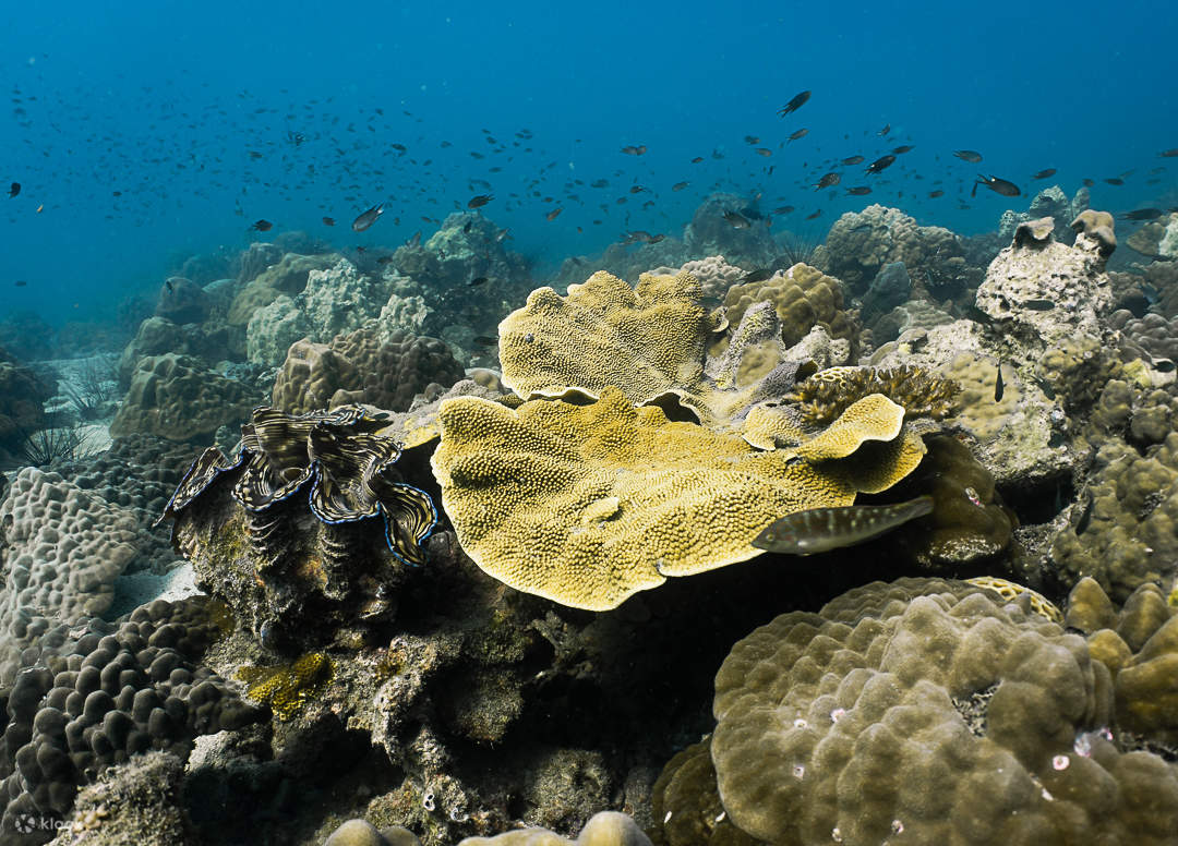 Ganztägiger Schnorchelausflug
