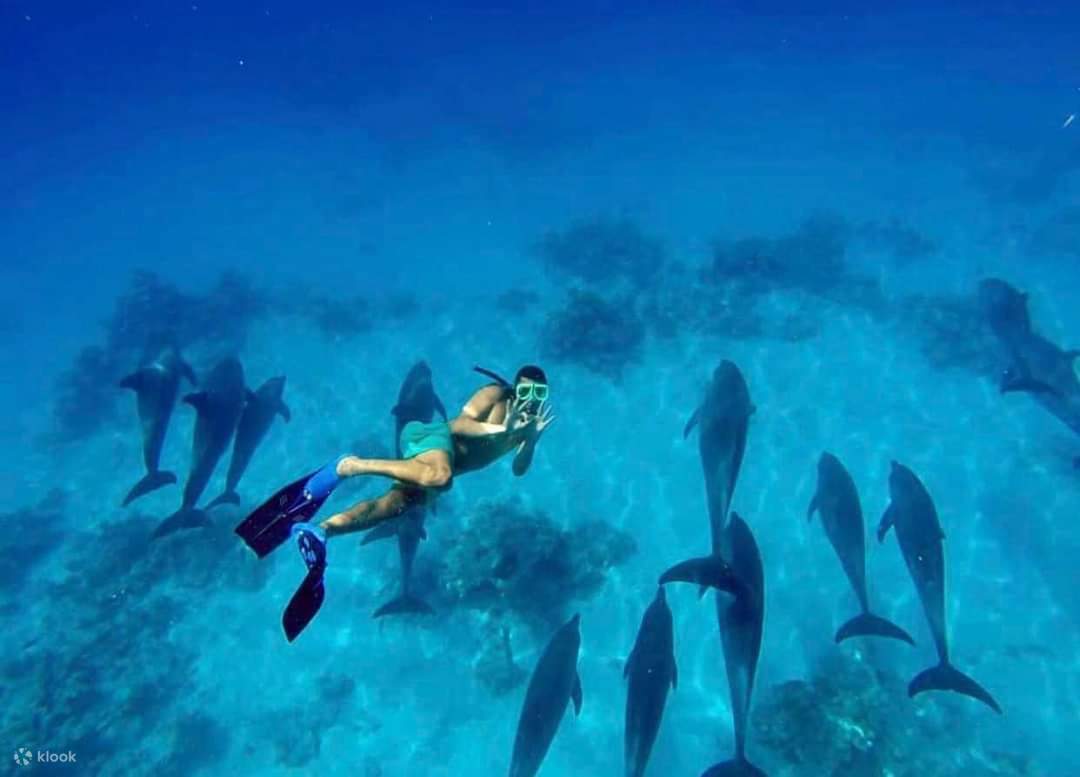 ว่ายน้ำกับปลาโลมา, ทริปดำน้ำตื้น VIP พร้อมอาหารกลางวัน - Hurghada