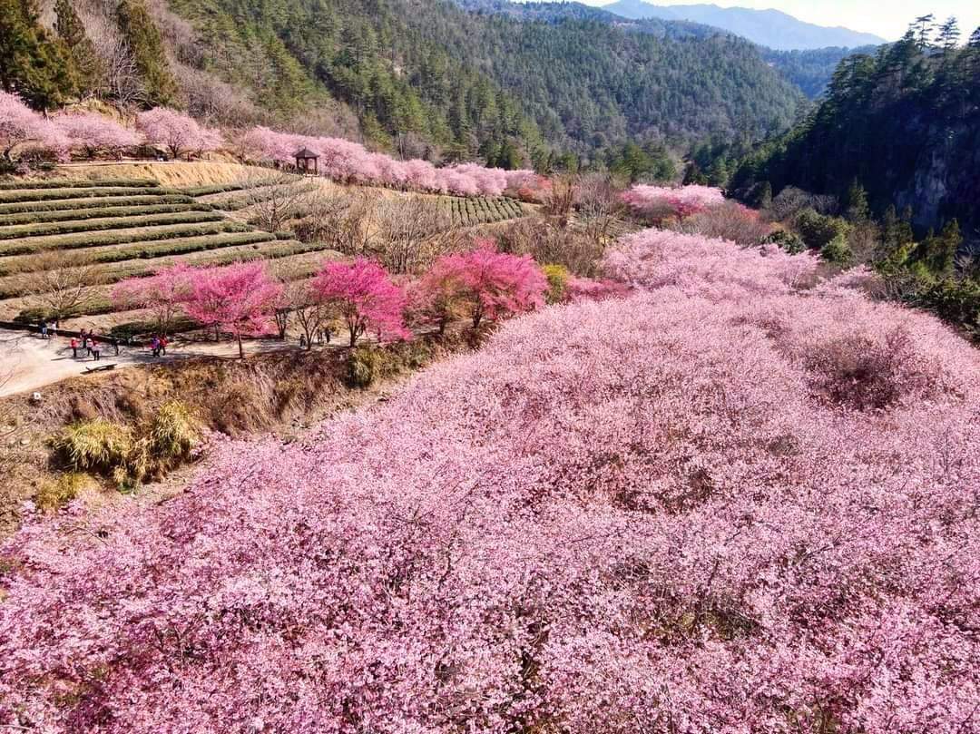 Mùa hoa anh đào ở trang trại Wuling - Sự kiện Một ngày xinh đẹp trong màu hồng - Klook Việt Nam