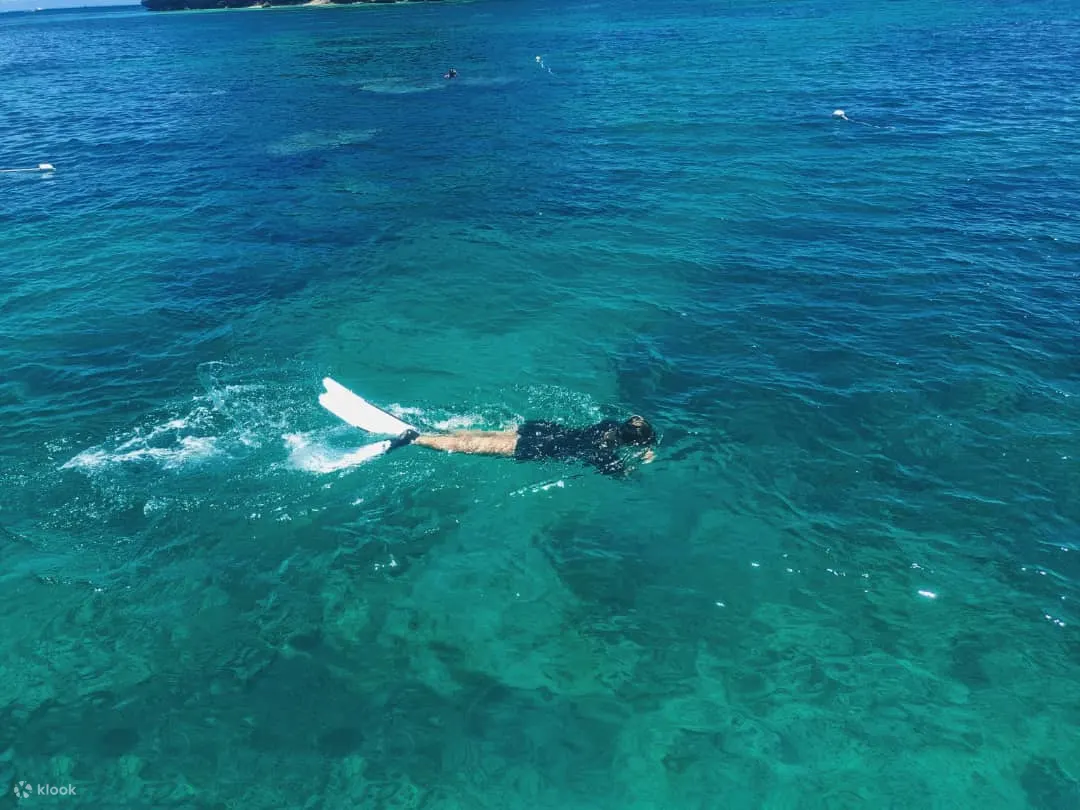 美人鱼岛浮潜或水肺潜水与红树林长鼻猴生态之旅