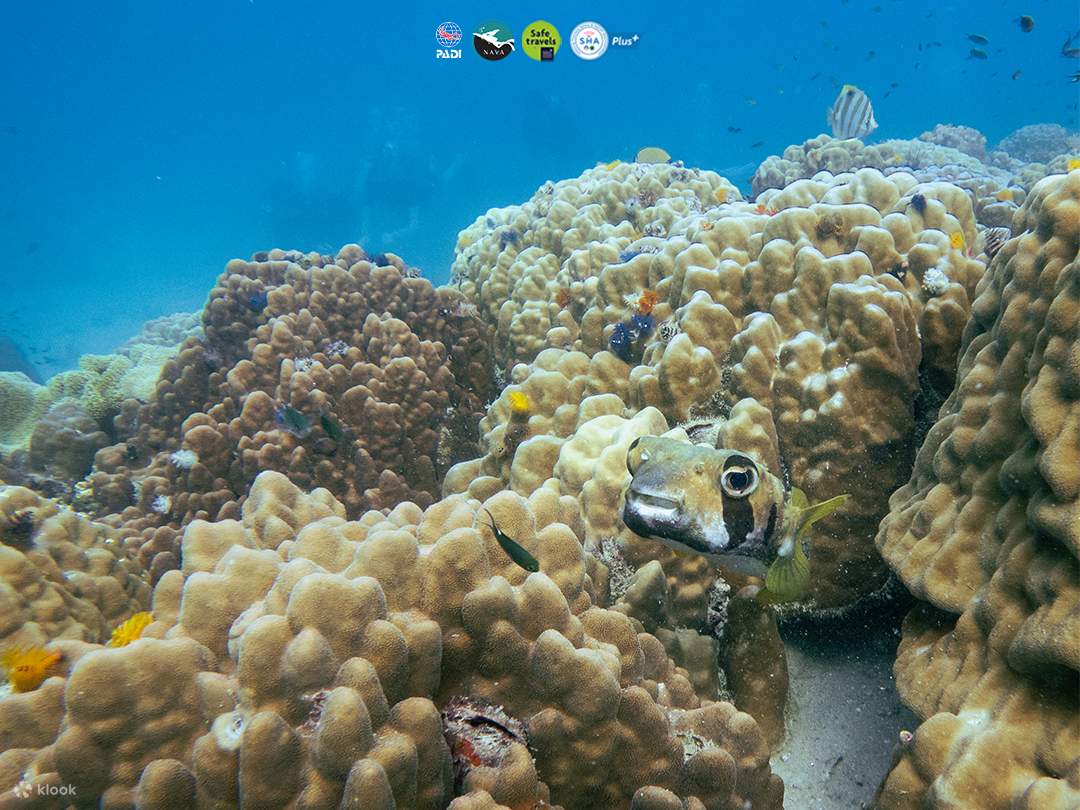 Escursione Subacquea Pomeridiana