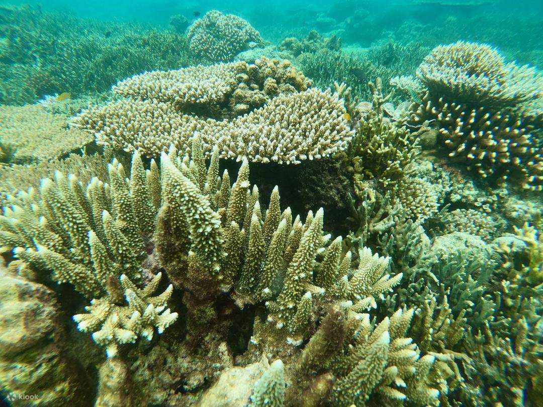 Tour di un giorno all'isola di Mengalum con esperienza di massaggio