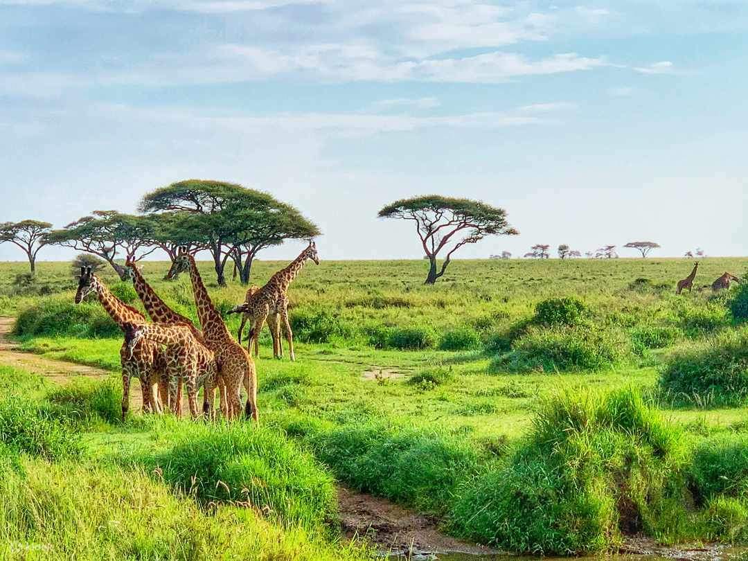 Arusha National Park Day Trip