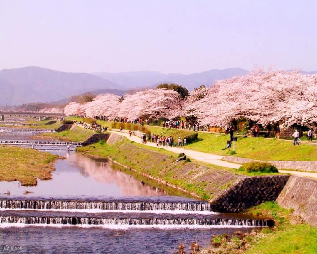 京都の桜グルメツアー