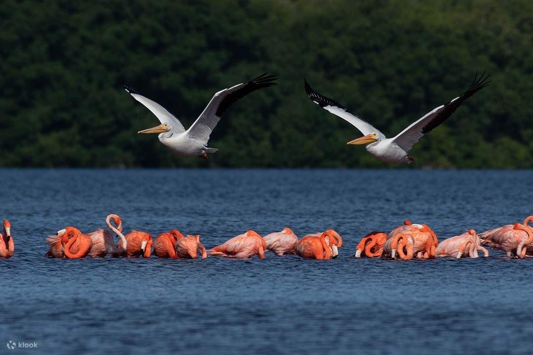 ฝูงนกฟลามิงโกสง่างามที่เดินเล่นในผืนน้ำใสสะอาดของเขตอนุรักษ์ชายฝั่งทะเลเซเลสตุน