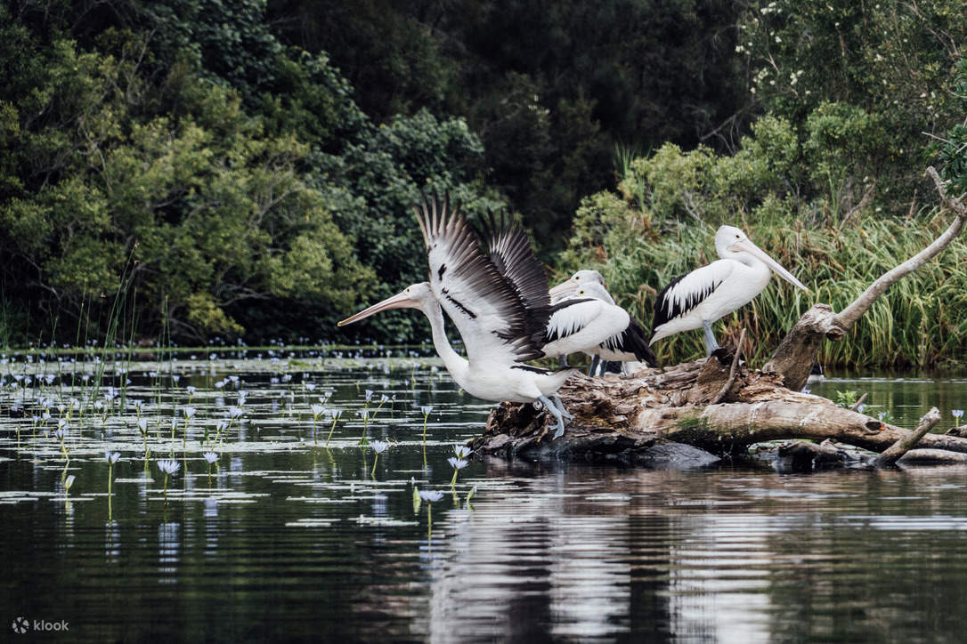 エバーグレーズのペリカンズオーストラリア (Pelicans Australias at Everglades)