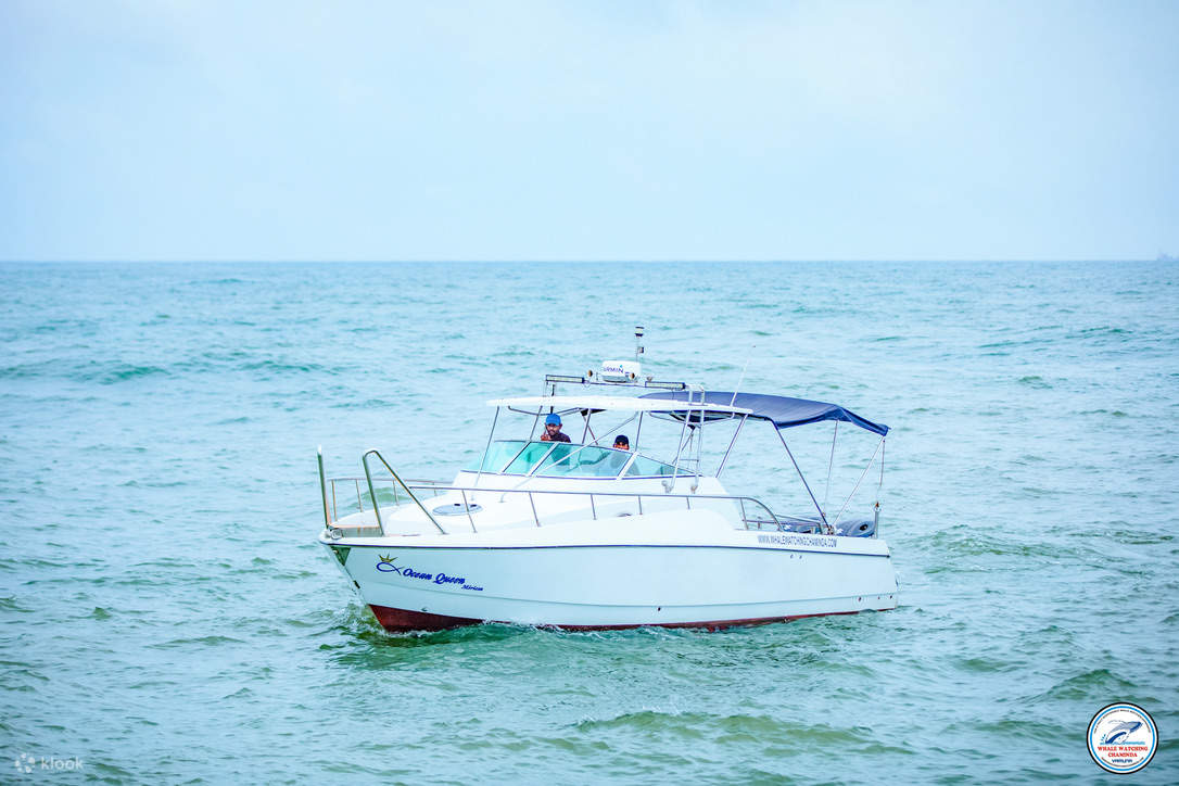 Excursion privée en bateau de sport pour l'observation des baleines (petit déjeuner gratuit)