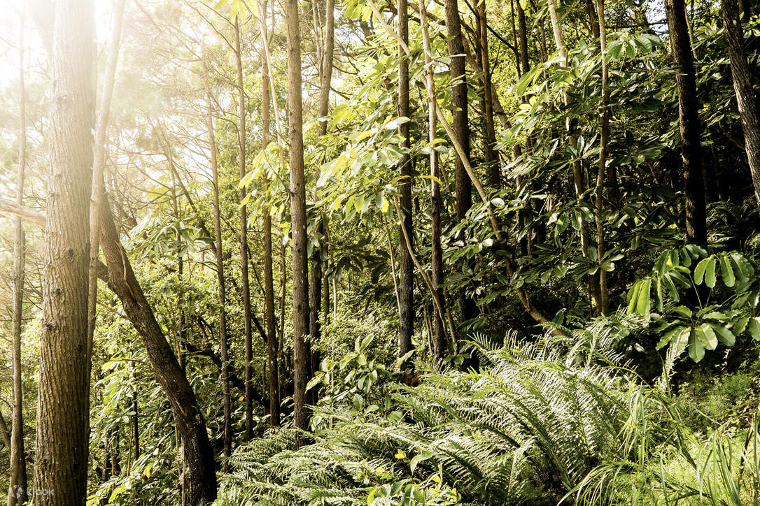 Fig Tree Point Wilderness ในเอเวอร์เกลดส์