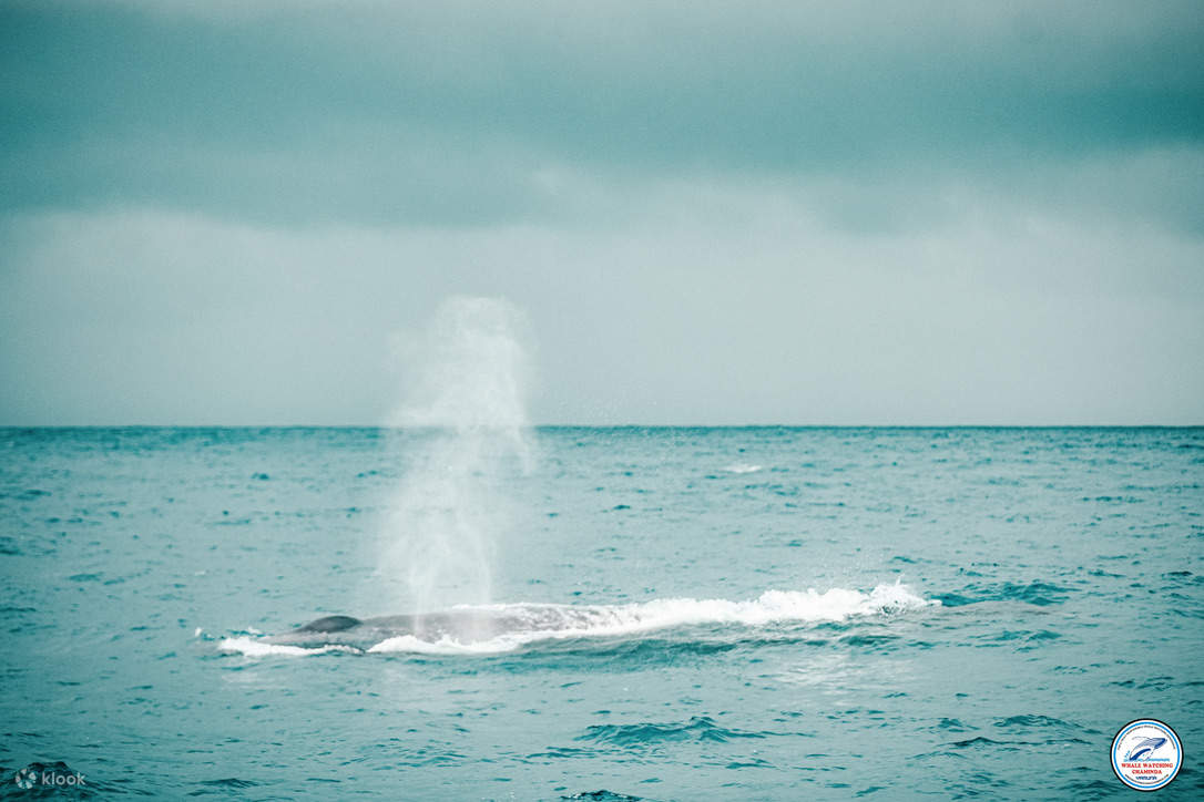 Walbeobachtung Mirissa mit Chaminda mit Frühstück & Abholung