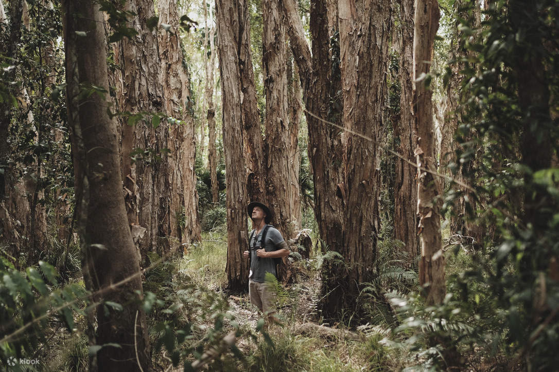 Hiking Habitat Noosa