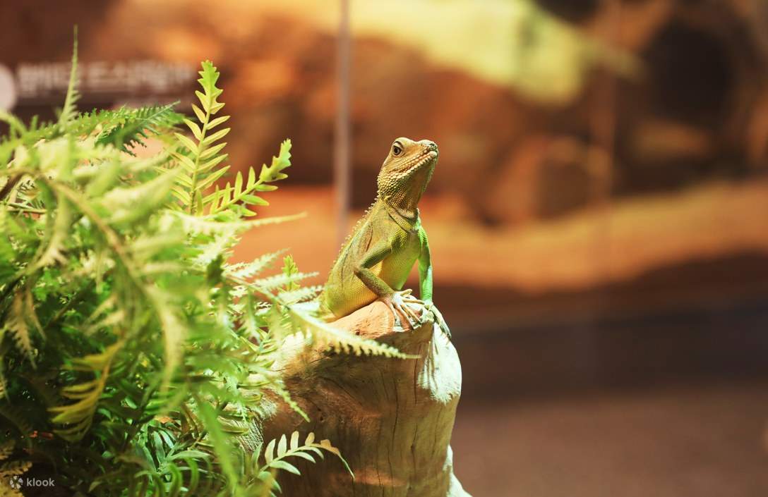 Tiket SeenB Indoor Animal (Capybara, Otter, dll.) Park