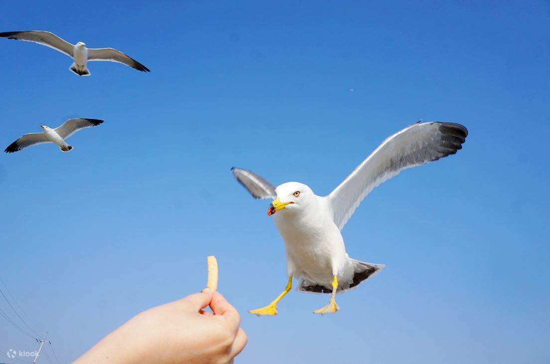 仁川 桜祭り＆チャイナタウン＆海辺レールバイクツアー仁川 桜