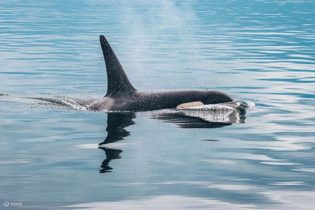 Phát hiện một con cá voi sát thủ hùng vĩ lướt qua vùng nước của eo biển Johnstone