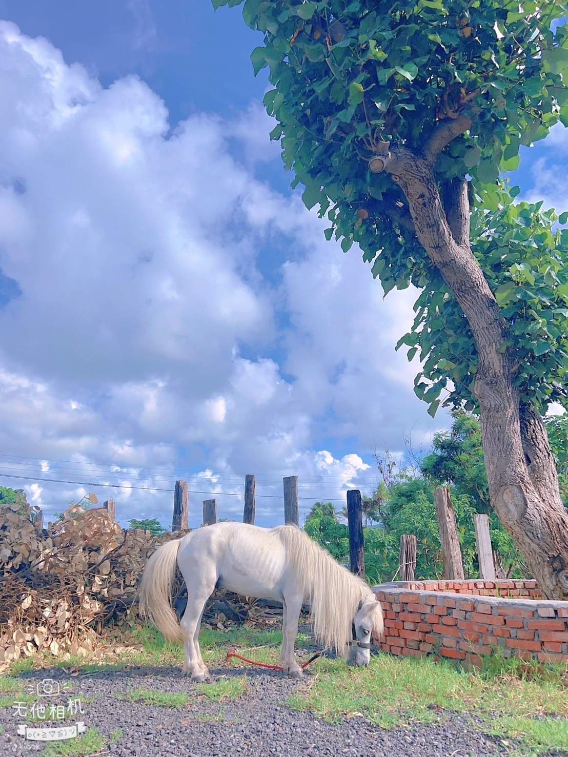 Миниатюрные лошади/лошади породы Фалабелла разводятся в Аргентине уже более 150 лет и являются самыми маленькими лошадьми в мире. Приходите и посмотрите, какие они милые!