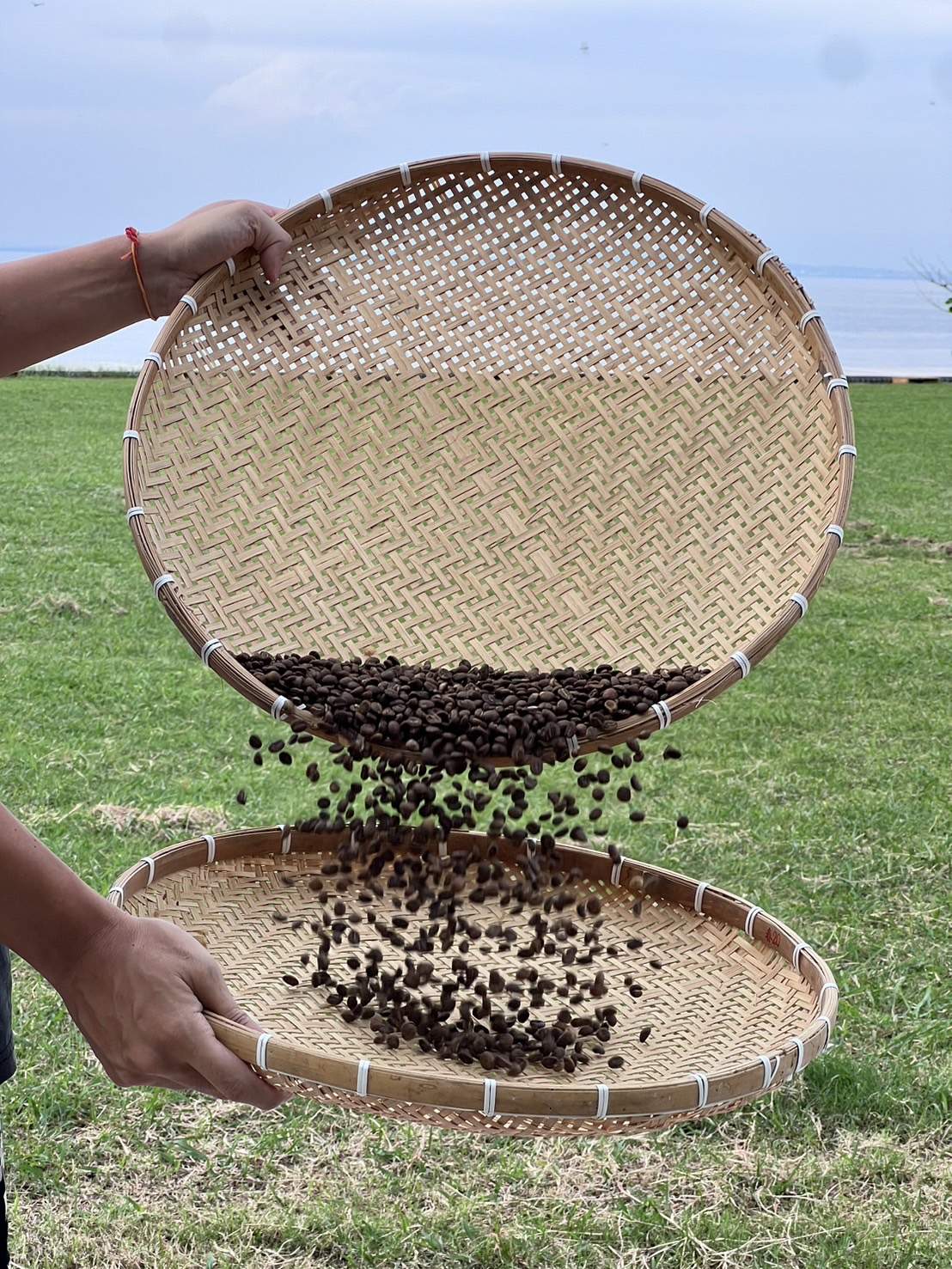 Pemanggangan Kopi Xiao Liuqiu | Sangrai Biji Kopi dengan Panci Tanah Liat | Biji Kopi Sangrai Manual | Kopi Barat