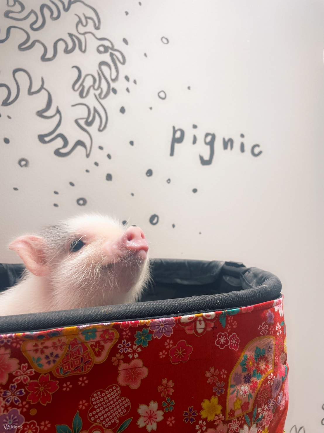 Un adorable petit cochon vous souhaite la bienvenue