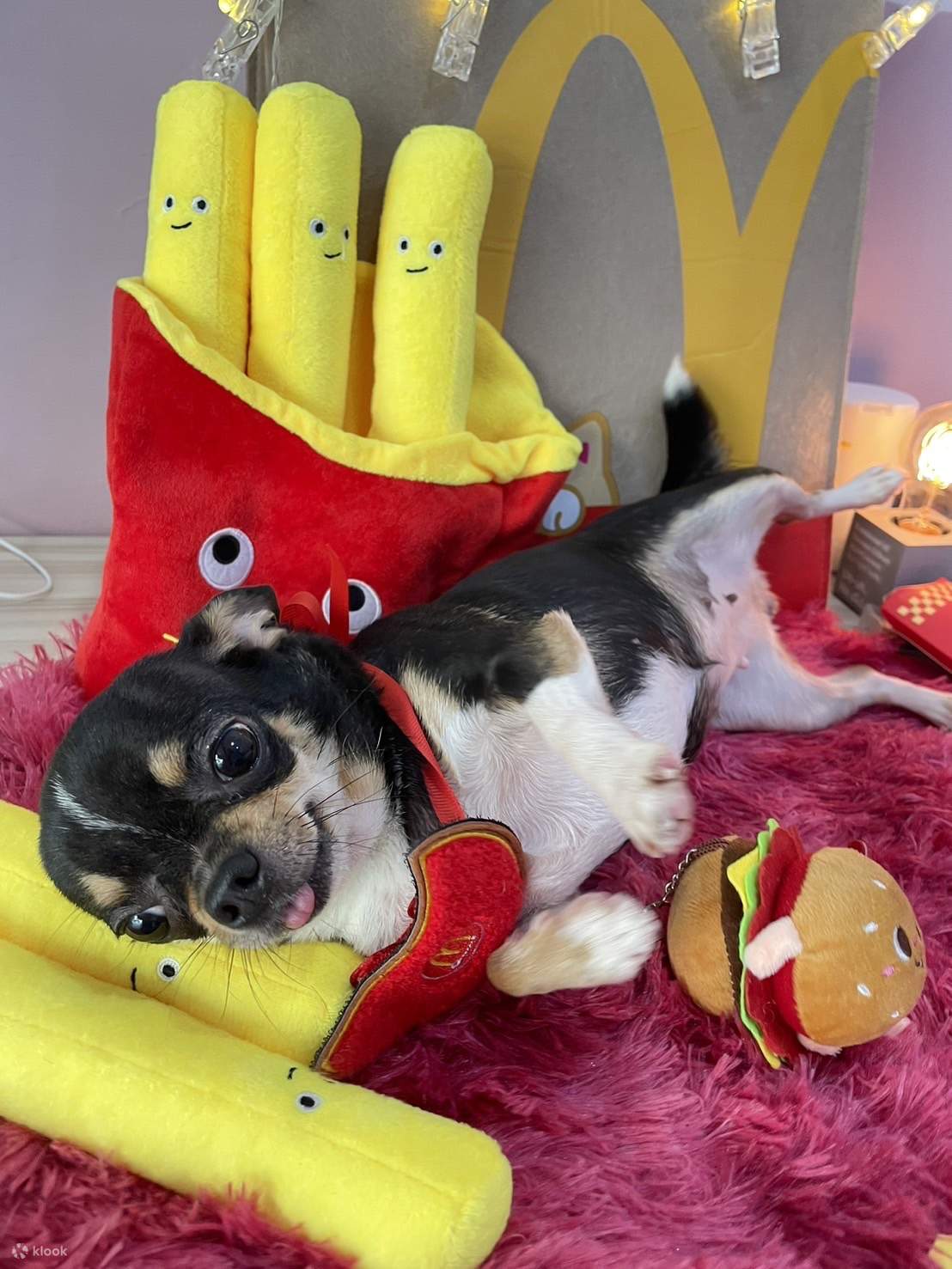 Taipeh: Aibo Pet Grooming - Baden und Styling