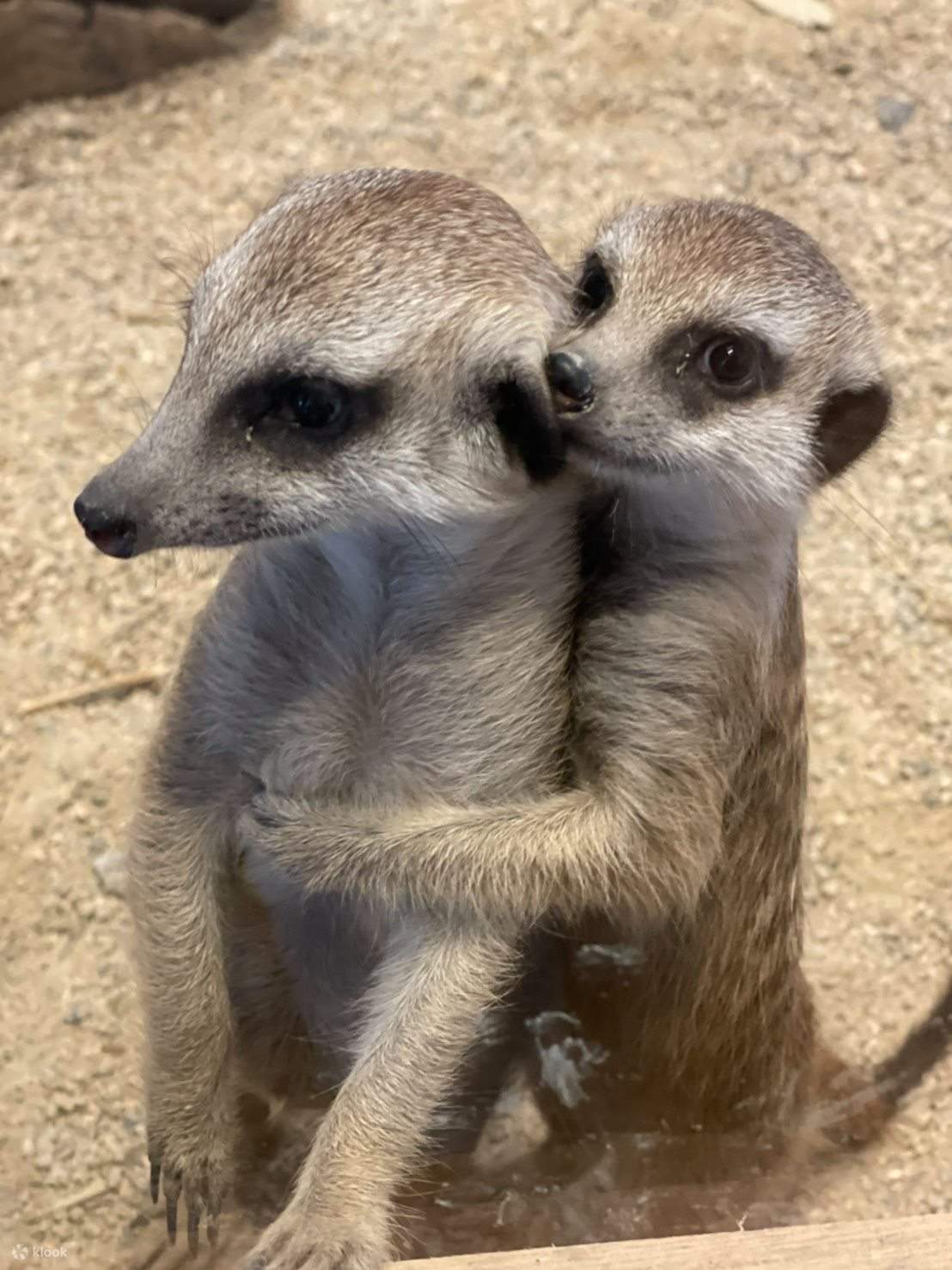 Rumah Meerkat Jepun yang serba baharu, nikmati meerkat kecil yang comel dari dekat