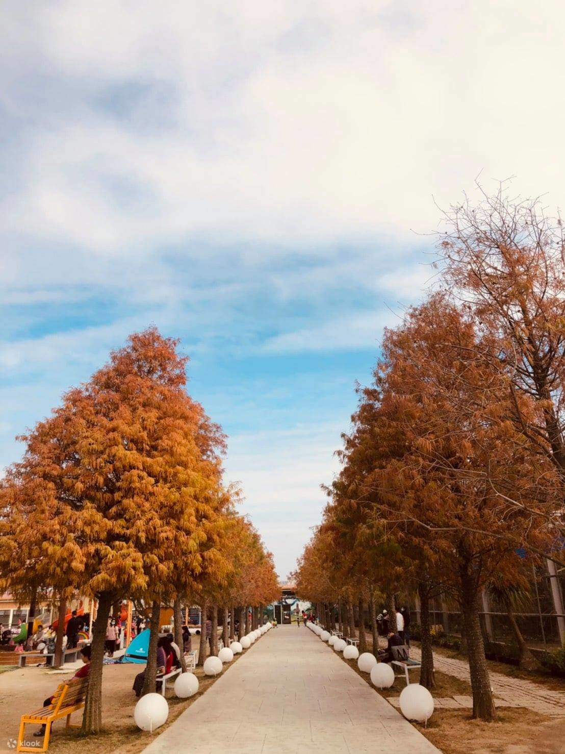 The cypress season has arrived, making it the perfect time to visit Sanzhixiao Pig Tourism Farm!