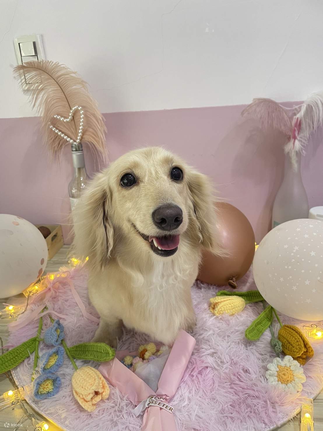 Taipeh: Aibo Pet Grooming - Baden und Styling