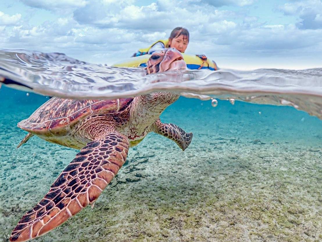 Miyako-jima Snorkeling Penyu Laut Setengah Hari (Okinawa)