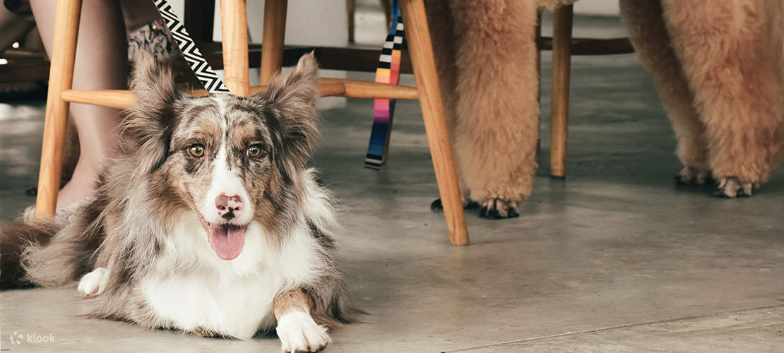 wildseed cafe alkaff mansion cafe brunch coffee drinks dating mount faber hiking southern ridges labrador