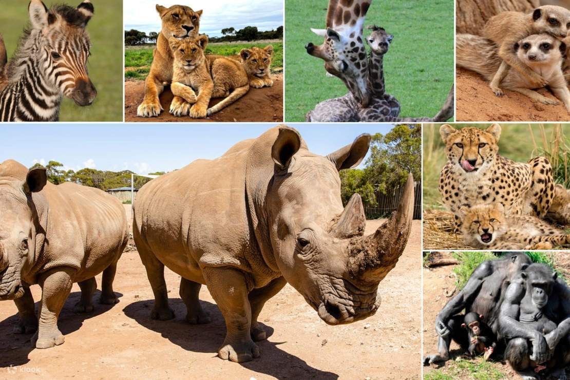 Entrada al Parque Safari de Monarto en Adelaida